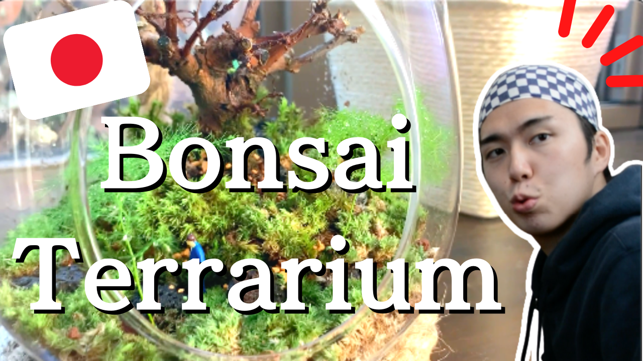Comprehensible Japanese – Making Bonsai Terrarium!!