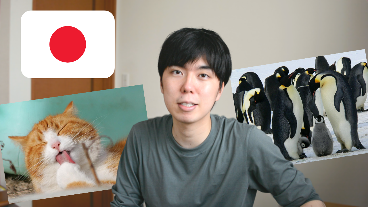Let's learn Japanese from photos of Animals!! // Comprehensible Japanese  Beginner | Nihongo-Learning